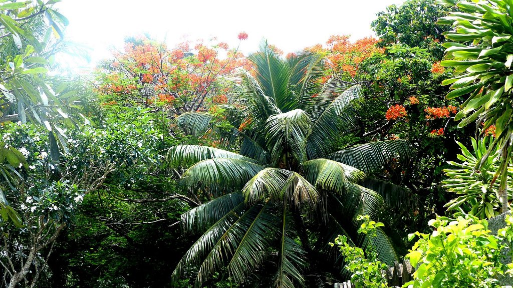 49 - Palmier et flamboyant (Copier).jpg