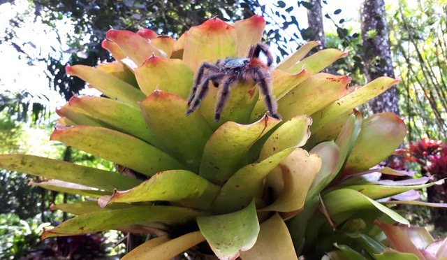 mygale.jpeg - Mygale